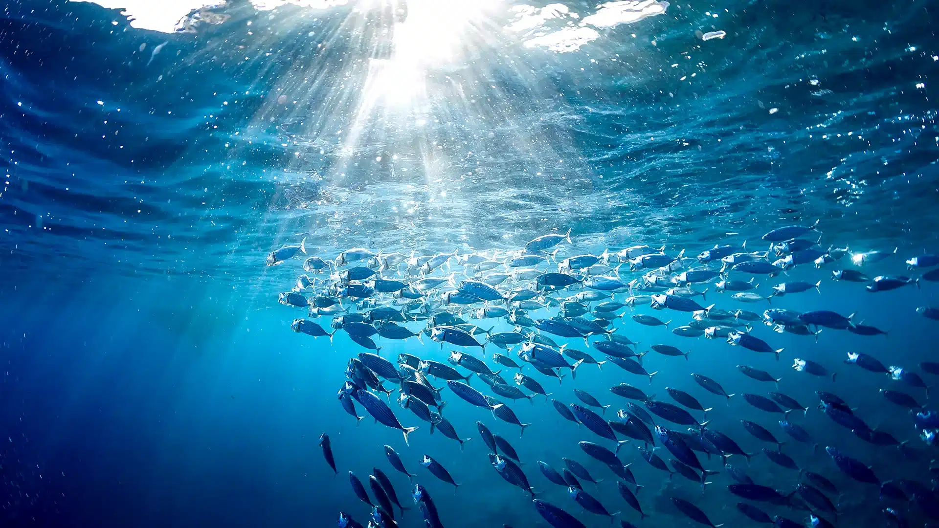 Das solltest du über Omega-3 Fettsäuren wissen Beitragsbild | MensSana Themenwelt
